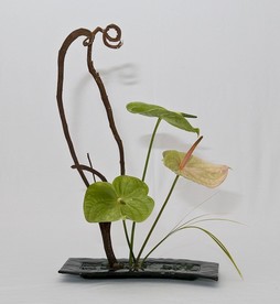 荷花 荷叶