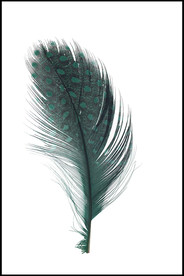 羽毛花纹