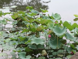 水上荷花