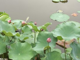 荷花雨水