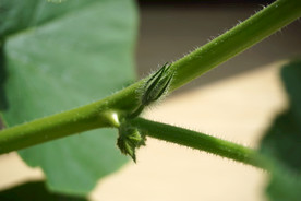 植物的茎叶和嫩芽