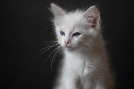布偶猫宝宝