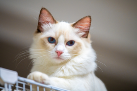 海豹色双色布偶猫
