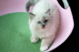 蓝色手套布偶猫
