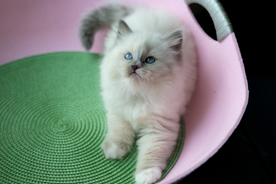 蓝色手套布偶猫