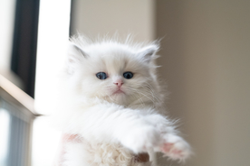 蓝色双色布偶猫