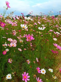 花开原野（秋英花）