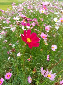 花开原野（秋英花）