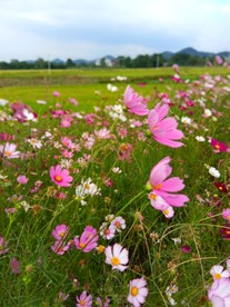 花开原野（秋英花）