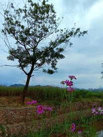 树与花