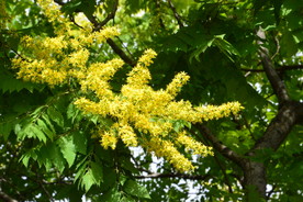 栾树花