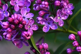 紫色花