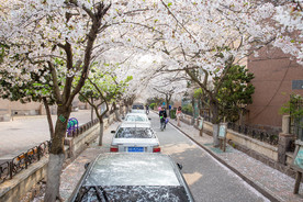 樱花路