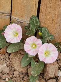 打碗碗花