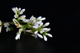 小叶水蜡树花