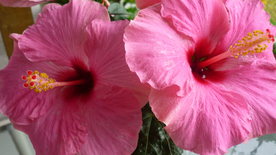 芙蓉花