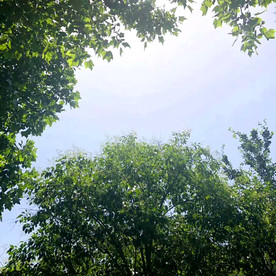 天空树木摄影