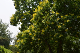 栾树花