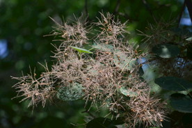 黄栌花