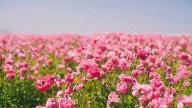 花卉壁纸