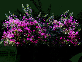 三角梅ps园林景观后期素材