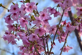 粉红挑花