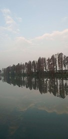 树林倒影