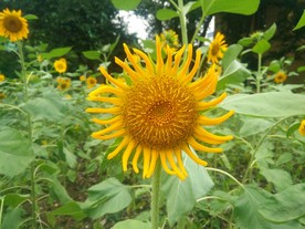 自然  风景  山水  花草