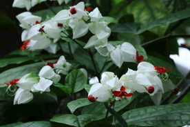龙吐珠