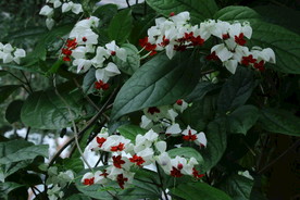 龙吐珠
