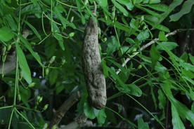 腊肠树