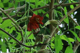 腊肠树花