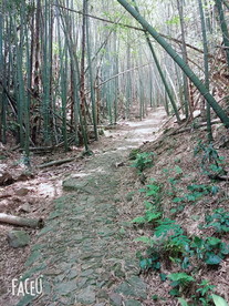 竹林小道