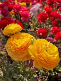 齐头并进的花儿