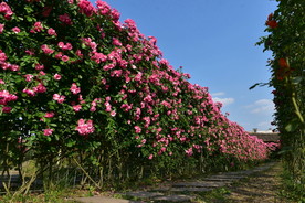 花海迷宫