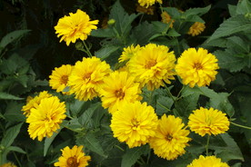 日光菊