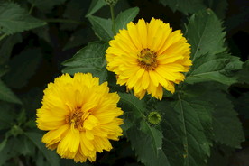 日光菊