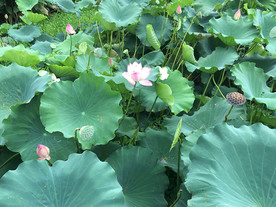 夏日荷塘