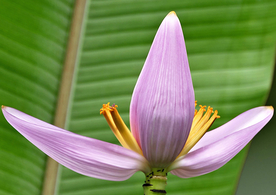 香蕉花