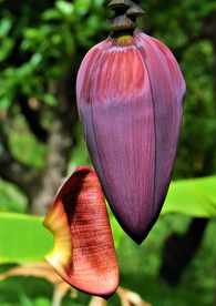 香蕉花