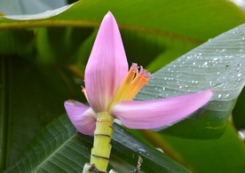 香蕉花