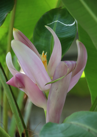 香蕉花