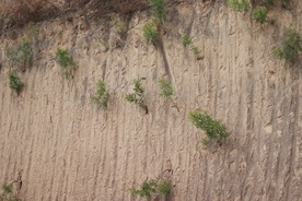 山上植物