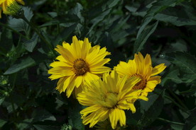 日光菊