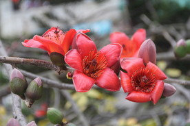 木棉花