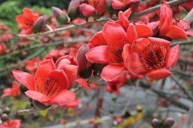 木棉花