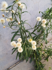 香丝草