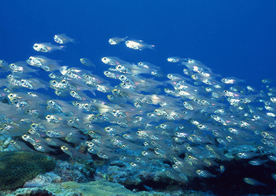 海底鱼群