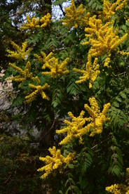 栾树花