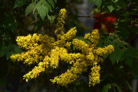 栾树花